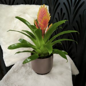 Bromélia