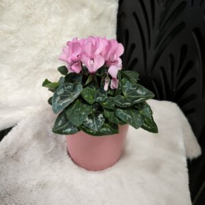 Cyclamen