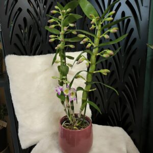 Orchidée DENDROBIUM