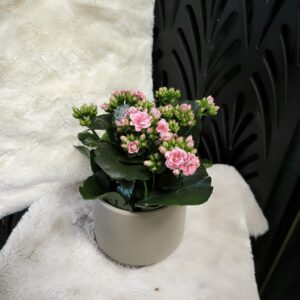 Kalanchoe