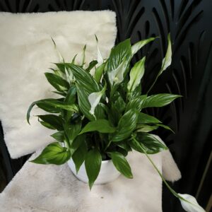 Spathiphyllum