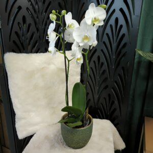 Orchidée PHALAENOPSIS