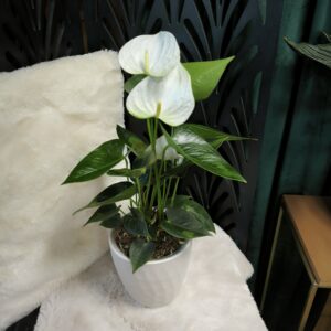 Anthurium