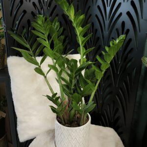 Zamioculcas