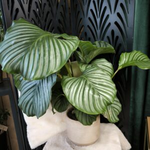 Calathea